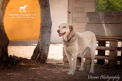 13524452_1781885415376547_5215675203457206648_n