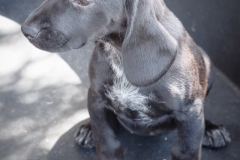 12974494_1749527065279049_3671831101437776057_n