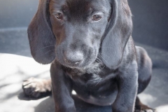 12994412_1749527068612382_7179933658220804955_n