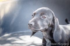 12994414_1749527035279052_6408998216370678986_n