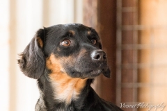 12920461_1747822682116154_125619764626402262_n