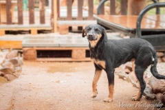 12931000_1747822695449486_6654520058774159434_n