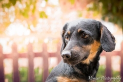 12932934_1747822725449483_5928331187767821955_n