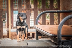 12936605_1747822775449478_8471524275132928212_n