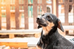 12963606_1747822755449480_2998134107628091355_n