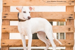 13435481_1777490309149391_189628801547161801_n