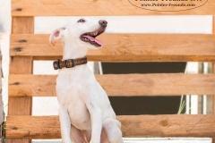 13450309_1777490355816053_1725451505254874485_n