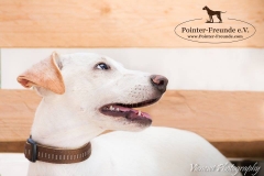 13466407_1777490302482725_7434850362946723776_n