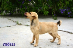 12439374_1751405105091245_4741362209435425914_n