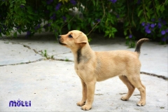 12974458_1751405031757919_8519678225758517668_n