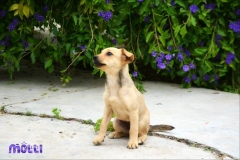 12991070_1751405035091252_2617302056778094279_n