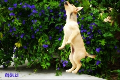 12998617_1751405071757915_4097259253749819411_n