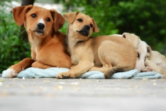 13015497_1751405028424586_2431092329665529461_n