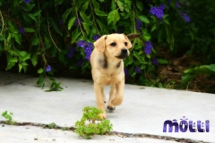 13043663_1751405061757916_6662215784019416159_n