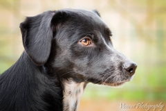 12919668_1747333108831778_1861852154934331193_n