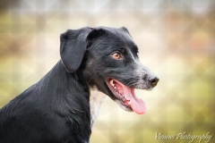 934151_1747333175498438_8344468526075720959_n