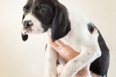 13055332_1752445374987218_8969627753887169880_n