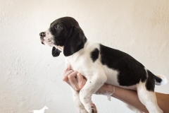 13062117_1752445391653883_1446228667667020369_n