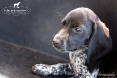 12987019_1751974318367657_4739730579208533533_n