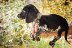 13006490_1751974285034327_8845189149318132508_n