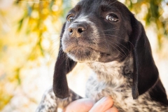 13043299_1751974281700994_3998056171860819662_n