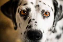 12919880_1748233445408411_3883359763559531845_n