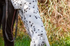 12963801_1748837205348035_4423298771337709580_n