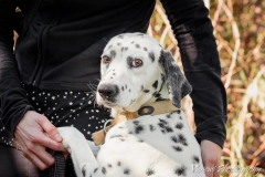 12998587_1748837192014703_8192690118321344254_n