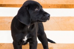 13244657_1766380903593665_1967456369046385136_n