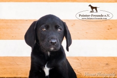 13267829_1766380910260331_2025448429324312719_n