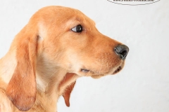 13179411_1760705754161180_3879896474793577622_n