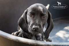 12472600_1751295765102179_3935663138210456223_n