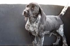 13010720_1751295778435511_7424066549045834045_n