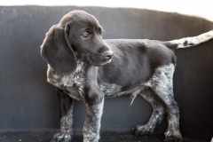 13043223_1751295768435512_2369227575687493847_n