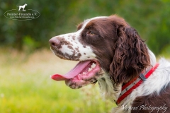 13418860_1776772122554543_7022896474574990553_n