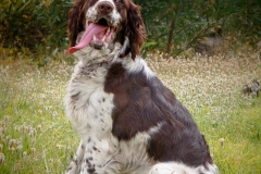 13428635_1776772129221209_2918945652567756736_n