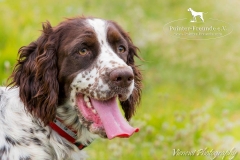 13450164_1776772035887885_8913328573793658461_n