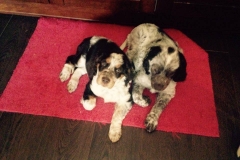 12074581_1738575149707574_7004189878846145793_n