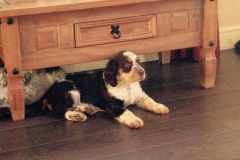 12107960_1738575146374241_6608096833244029146_n