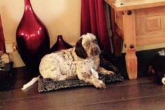 1517635_1738575136374242_7374684746305493428_n