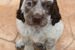 943993_1738575606374195_3834600566798860917_n