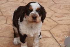 1934733_1738549046376851_4983829309691371660_n