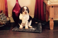 941085_1738549006376855_1010023626114652136_n