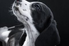 13165909_1757741854457570_4345935314888026459_n