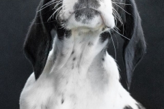 13173818_1757741861124236_2961533568780845744_n