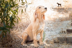 13668995_1791276877770734_1111794211206342902_n