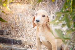 13781710_1791276871104068_2474631026337527705_n