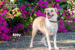 Abby IMG_0101-960
