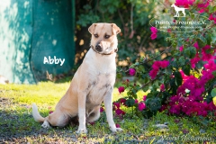 Abby IMG_0187-960