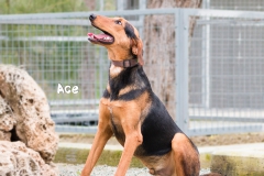 Ace IMG_0316-960